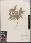 Foto von Salix wallichiana var. julacea (Andersson) Andersson